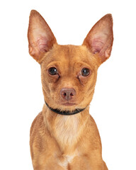 Chihiahua Dog Closeup With © adogslifephoto