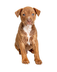 Cute Brown Puppy Sitting Looking Forward  