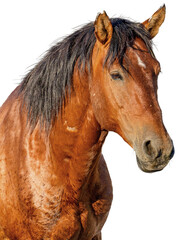 Closeup Wild Stallion Horse © adogslifephoto
