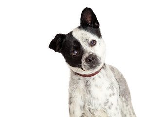 Closeup White Dog Black Spots Tilting Head