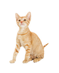 Cute Young Orange Striped Tabby Kitten