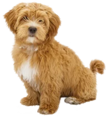 Fotobehang Hond Fluffy Puppy Sitting    © adogslifephoto