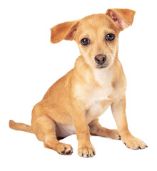 Cute Small Mixed Breeed Puppy