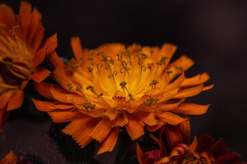 Nahaufnahme einer Orangefarbenen Blume