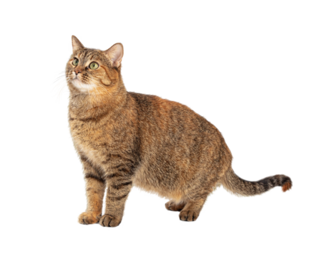 Brown Tabby Cat Facing Side Looking Up