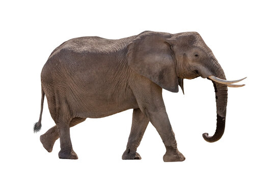 Fototapeta African Elephant Walking Profile