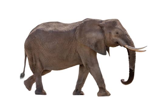 African Elephant Walking Profile