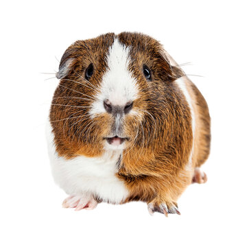 Cute Guinea Pig Looking Forward