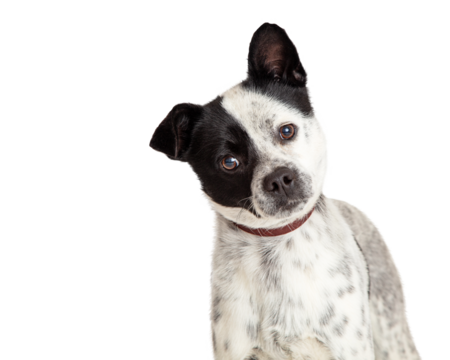 Closeup White Dog Black Spots Tilting Head