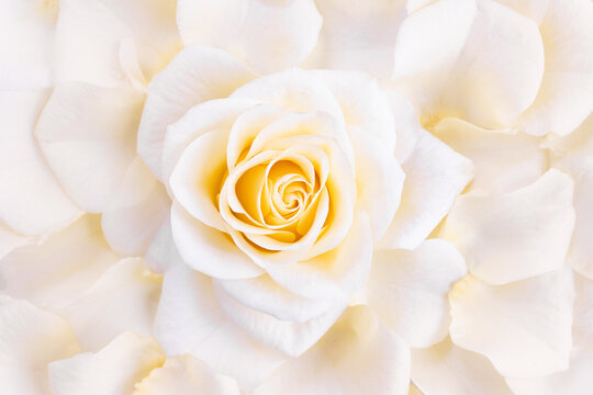 Delicate white rose surrounded by petals. Flower explosion. Floral background for wedding card or invitation. Selective focus