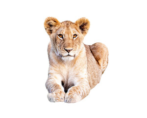 Young African Lion Cub