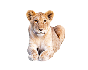 Young African Lion Cub