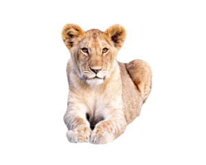 Fototapete Rund Löwe Young African Lion Cub  © adogslifephoto