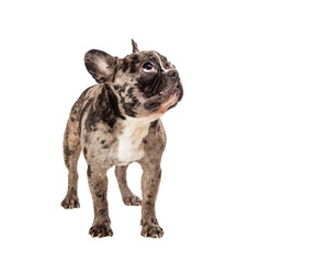 French Bulldog Brindle Dog Standing Looking Up