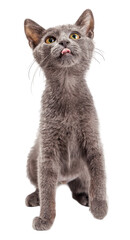 Playful and Hungry Kitten Looking Up  