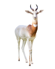 Addra Gazelle Facing Forward © adogslifephoto