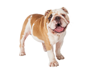 Happy Bulldog Standing  