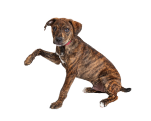 Brindle Puppy Arm Extended  