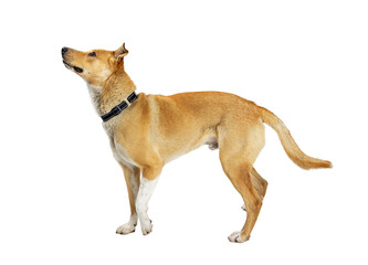 Excited Attentive Yellow Dog  