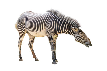 Grevys Zebra Facing Side