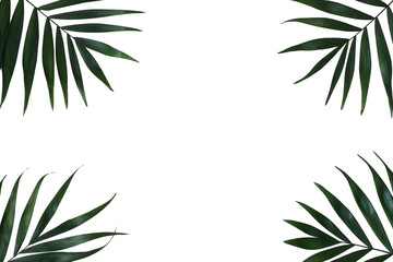 Tropical Palms Leaves Frame