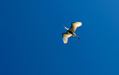 Egret (Ardea alba)