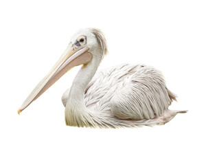 Pelican Bird Facing Side