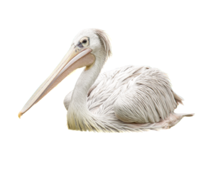 Pelican Bird Facing Side