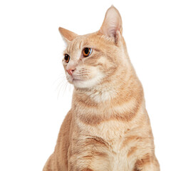 Closeup Orange Tabby Cat Facing Forward Looking Side © adogslifephoto