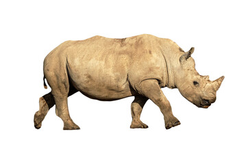 Young White Rhino Calf