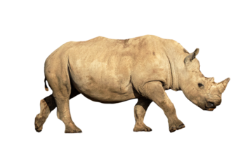 Young White Rhino Calf