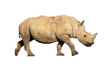 Gordijnen Young White Rhino Calf © adogslifephoto