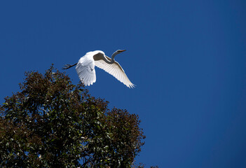 Egret (Ardea alba)