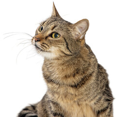 Tabby Cat Closeup Looking Side and Up