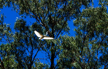 Egret (Ardea alba)