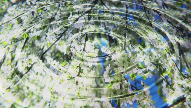 Realistic looping 3D animation of the circles on a water surface with beautiful blooming apple tree flowers reflections rendered in UHD as motion background