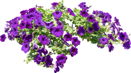 Purple Flower Shrubbery Isolated