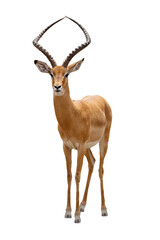 Impala Facing Forward