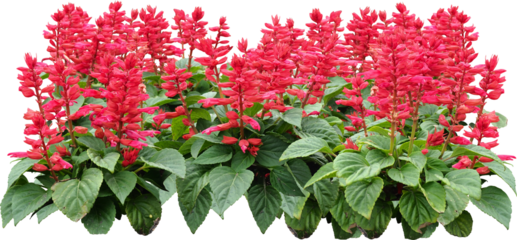 Red Flower Shrubbery Isolated