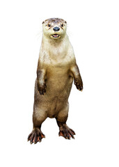 Otter Standing Looking Forward © adogslifephoto
