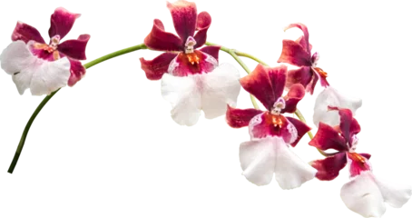 Tuinposter Orchids Flowers  Isolated © sakdam