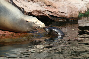 Zoo Tiergarten N&uuml;rnberg Robbe