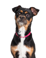 Terrier Miniature Pinscher Dog Closeup