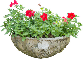 Red Flower In Pot Isolated