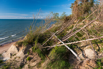 Fototapeta na wymiar Landslide cliff by the sea with trees, Labrags, Latvia.