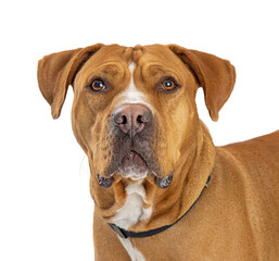 Close up Big Brown Dog Serious Expression  