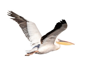 Pelican Bird in Flight
