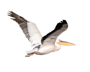 Pelican Bird in Flight
