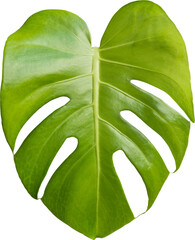 Monstera Leaf Plant Isolated