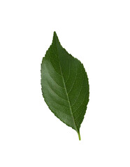Naklejka na ściany i meble Cherry leaf isolated. Green leaf on a white background. Top view.